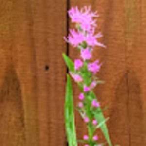 Meet your Posher, Aimee